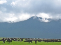 Herd in the crater