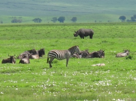 Animals of the Ngorongoro Crater